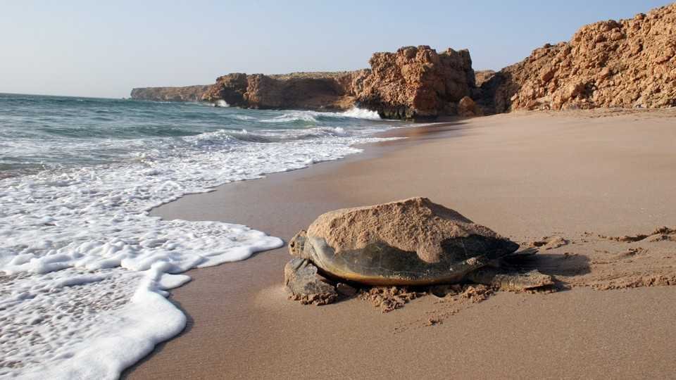 Ras Al Jinz Turtle Reserve